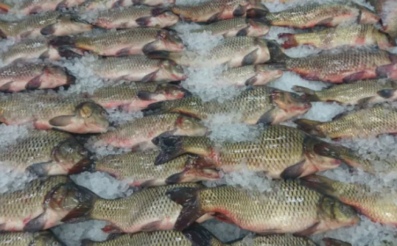 Българската риба изчезва от пазара в навечерието на Никулден