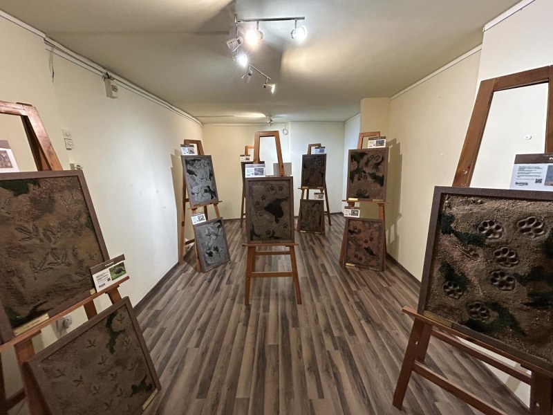 Изложба в Природонаучния музей представя уникални отливки от следи на застрашени животински видове