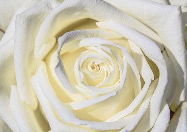 Какво е посланието на белите рози и кога да ги подаряваме