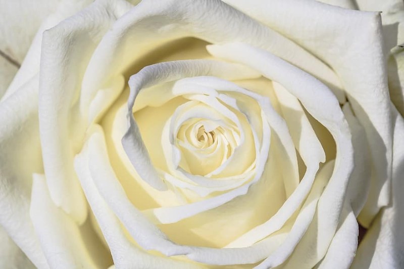 Какво е посланието на белите рози и кога да ги подаряваме