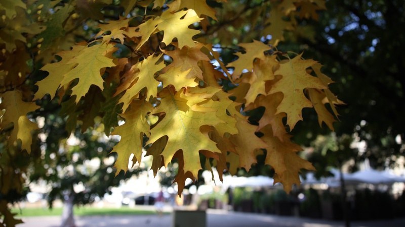 Събота в Пловдив - предимно слънчева и топла