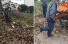 Пловдивчани и ОП “Градини и паркове“ в спор – отсякоха ли здраво дърво?