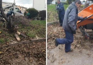 Пловдивчани и ОП “Градини и паркове“ в спор – отсякоха ли здраво дърво?
