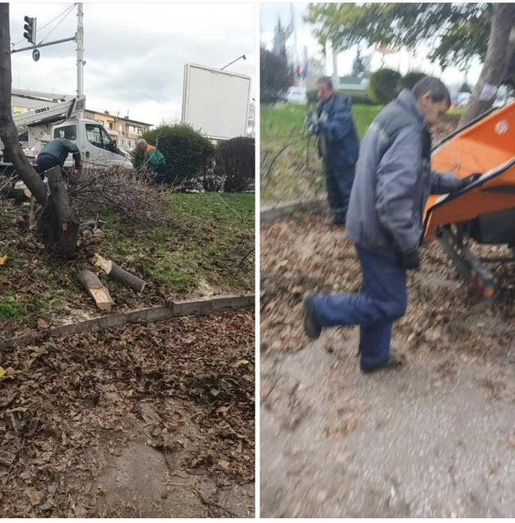 Пловдивчани и ОП “Градини и паркове“ в спор – отсякоха ли здраво дърво?