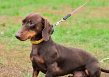 Обсъждат се нови правила за отглеждането на домашни любимци в Пловдив