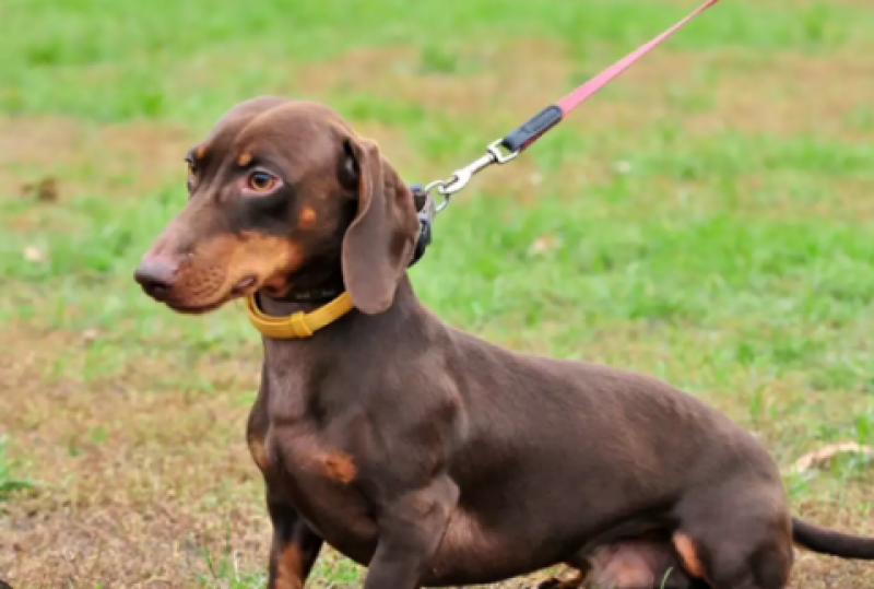 Обсъждат се нови правила за отглеждането на домашни любимци в Пловдив