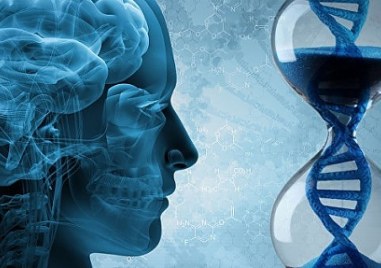 Мозъкът не просто старее – той преминава през големи „епохи“ на промяна