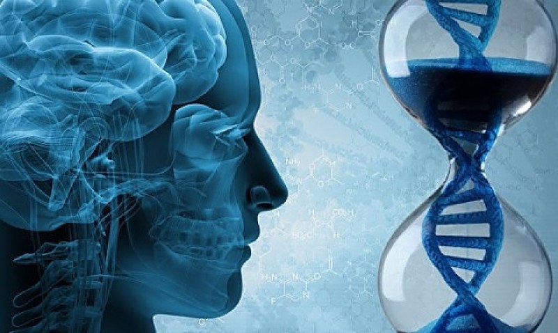 Мозъкът не просто старее – той преминава през големи „епохи“ на промяна