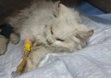 Сляпо котенце, намерено в критично състояние, търси втори шанс