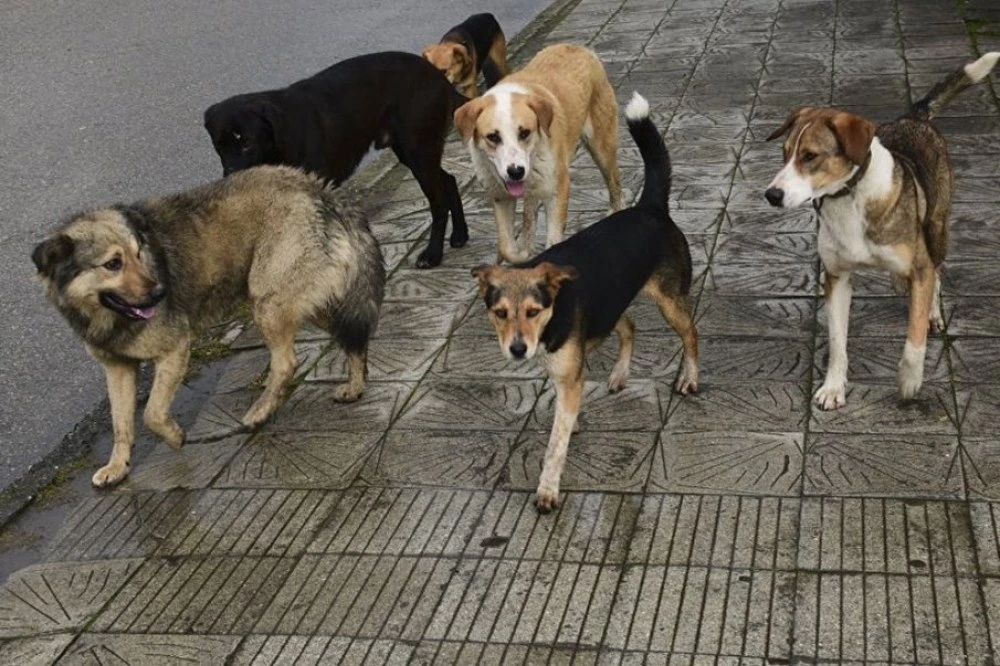 Глутница кучета нападнаха асеновградчанка