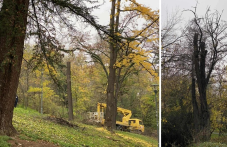 Необичайна сеч на Бунарджика озадачи граждани и специалисти