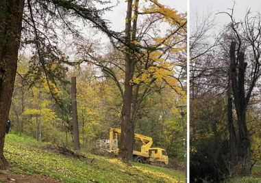 Необичайна сеч на Бунарджика озадачи граждани и специалисти