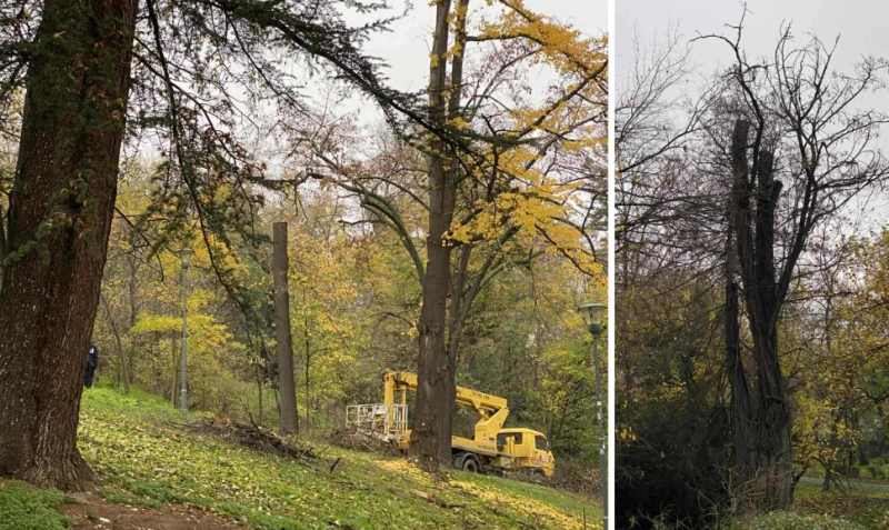 Необичайна сеч на Бунарджика озадачи граждани и специалисти