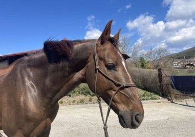 Крадец отмъкна кобила в Сопот, друг - резачки в Калековец