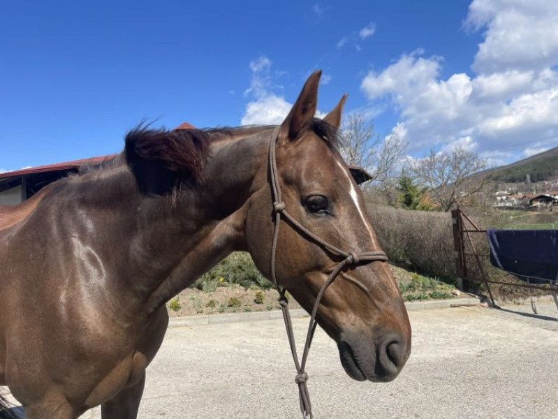 Крадец отмъкна кобила в Сопот, друг - резачки в Калековец