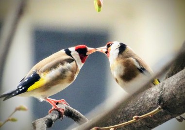 Интересни факти за целувките - лекуват, изгарят калории, разхубавяват