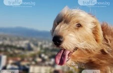 По-малко подкрепа и повече скептицизъм за новите правила за домашни любимци в Пловдив