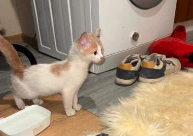 Граждани спасиха живота на коте, прекарало над 12 часа на върха на дърво в Пловдив