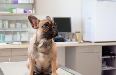 Българските ветеринари имат професионален празник днес