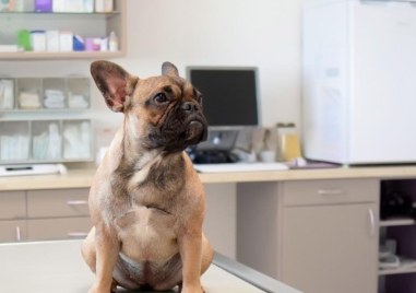 Българските ветеринари имат професионален празник днес