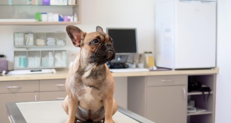 Българските ветеринари имат професионален празник днес