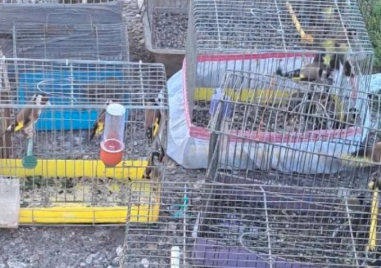 Експерти и полиция откриха незаконна търговия с диви птици на Руския пазар