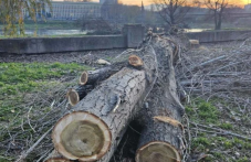 Премахват тополите по бул. „Марица – Север“, след като лятото клон уби пловдивчанин