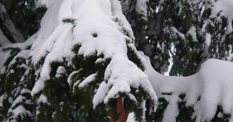 Посрещаме астрономическата зима и най-късия ден в годината тази седмица