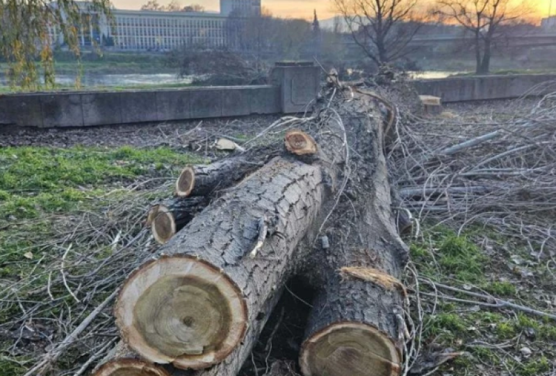 Премахват тополите по бул. „Марица – Север“, след като лятото клон уби пловдивчанин