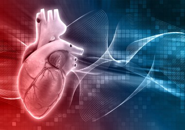 Интересни факти за сърцето и сърдечносъдовата система