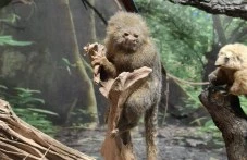 Най-малката маймунка в света пристигна в Регионалният природонаучен музей - Пловдив