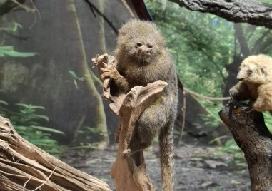 Най-малката маймунка в света пристигна в Регионалният природонаучен музей - Пловдив