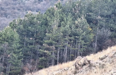 Опасни гъсеници застрашават гората над Карлово, предизвикват и тежки алергии