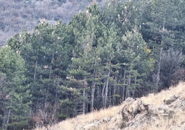 Опасни гъсеници застрашават гората над Карлово, предизвикват и тежки алергии