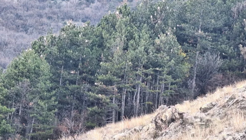 Опасни гъсеници застрашават гората над Карлово, предизвикват и тежки алергии