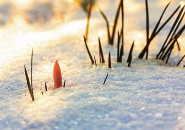 Зимата идва - какво време ни очаква през януари