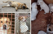 90 осиновени кученца в Пловдив за 2025 г., но битката с бездомните животни продължава