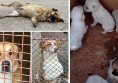 90 осиновени кученца в Пловдив за 2025 г., но битката с бездомните животни продължава