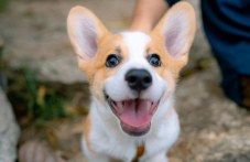 Асеновградчанин тормози с пиратки съседи заради лаещото им куче