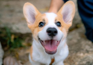 Асеновградчанин тормози с пиратки съседи заради лаещото им куче