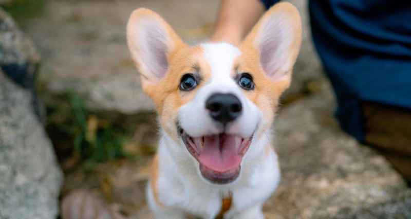 Асеновградчанин тормози с пиратки съседи заради лаещото им куче