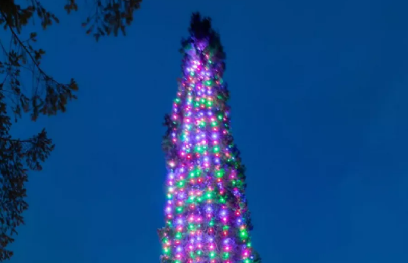 Къде е най-голямото коледно дърво в света