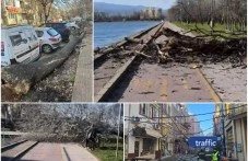 Критично положение в Пловдив: Огромни дървета падат в целия град заради силния вятър