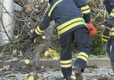 Два сигнала за паднали дървета в община „Родопи“