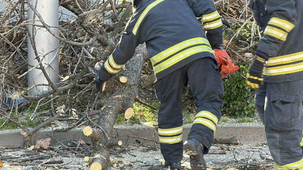 Два сигнала за паднали дървета в община „Родопи“