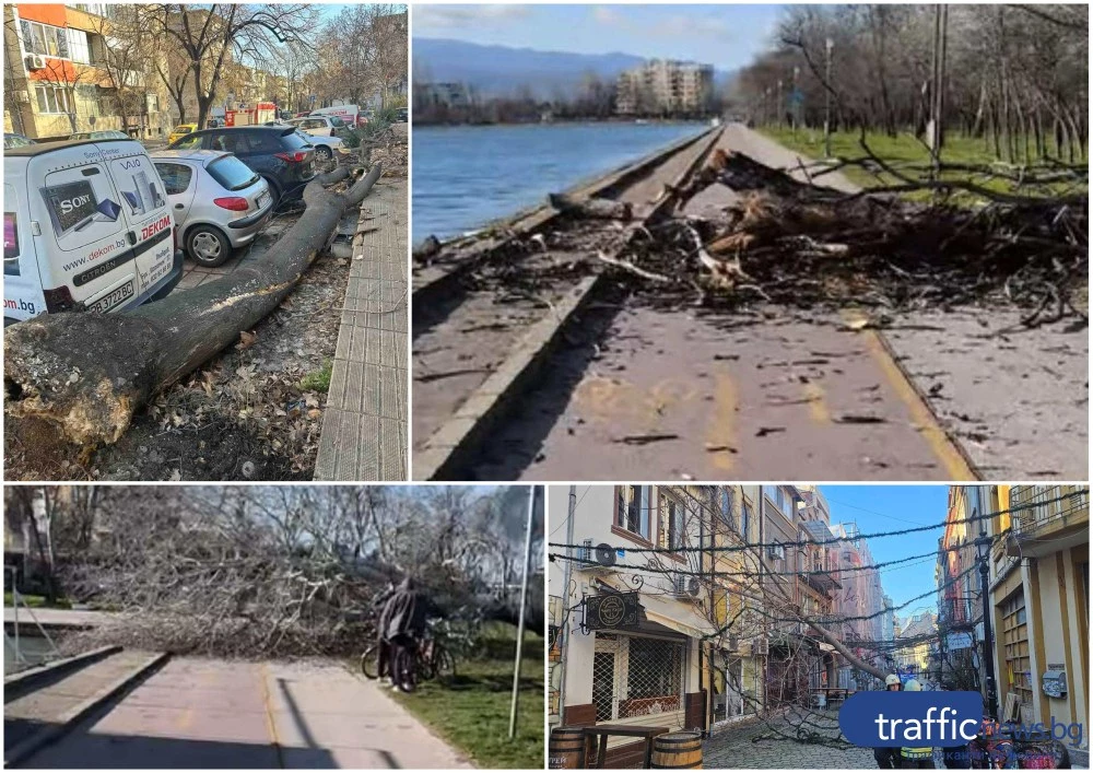 Критично положение в Пловдив: Огромни дървета падат в целия град заради силния вятър