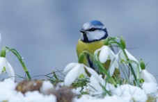 Какво време ни очаква през януари