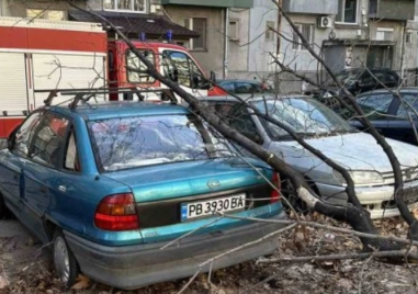 90 сигнала за паднали дървета заради силния вятър в Плоавдивско