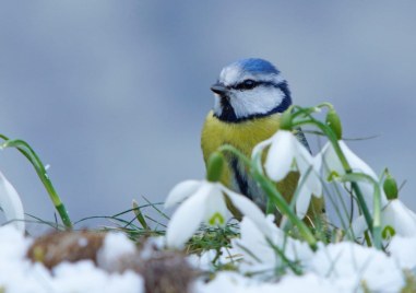 Какво време ни очаква през януари