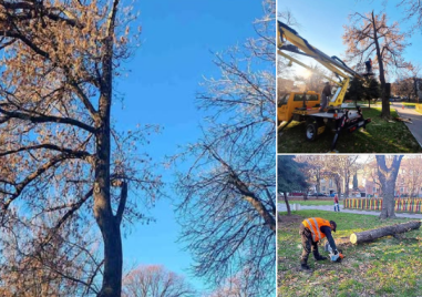 Сигнали за счупени клони на няколко места в Асеновград